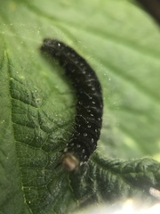 Aphelia
