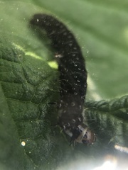 Aphelia