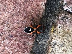 Lygaeus kalmii kalmii