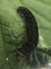 Aphelia
