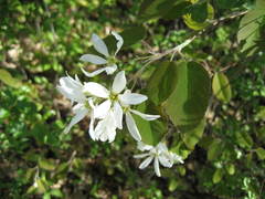 Amelanchier amabilis