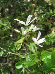 Amelanchier amabilis
