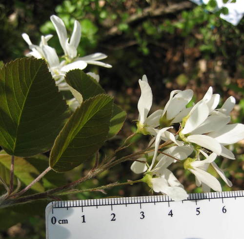 Image of Amelanchier amabilis by (c) rboles, some rights reserved (CC BY)