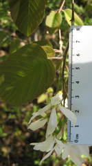 Amelanchier amabilis