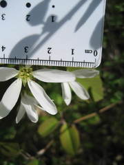 Amelanchier amabilis