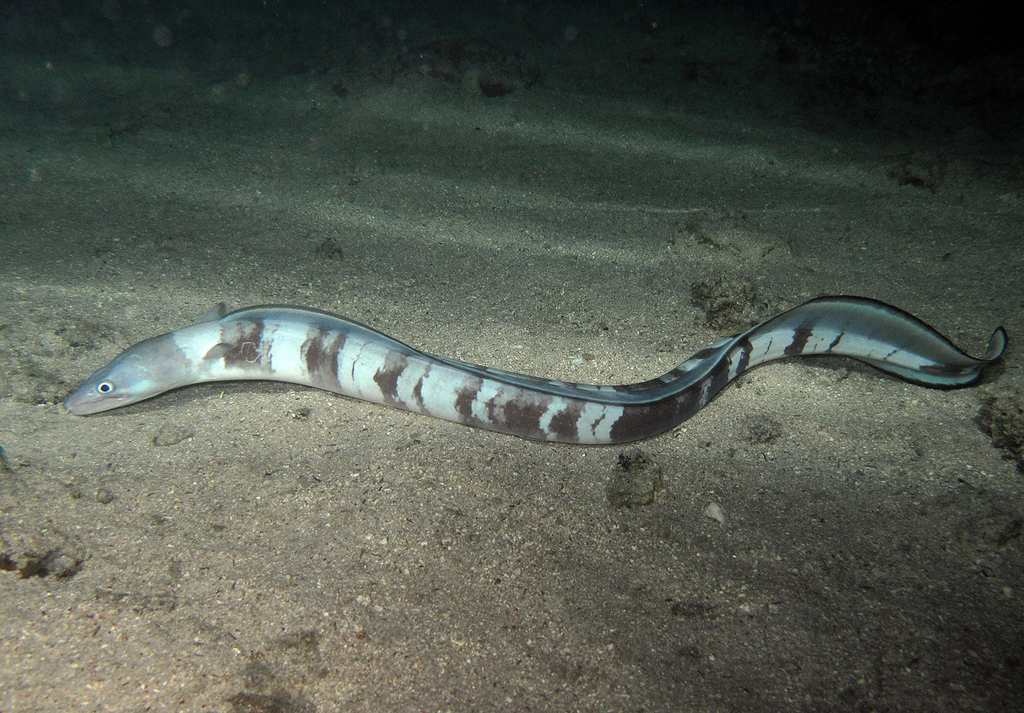 Ashen Conger Eel