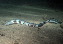 Longfin African Conger photo 4