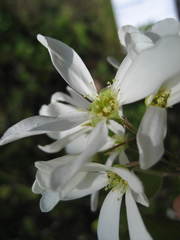 Amelanchier amabilis