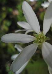Amelanchier amabilis