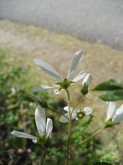 Amelanchier amabilis
