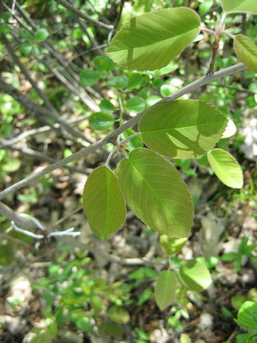 Image of Amelanchier amabilis by (c) rboles, some rights reserved (CC BY)