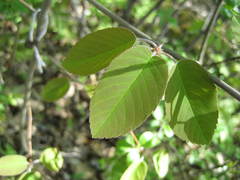 Amelanchier amabilis