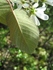 Amelanchier amabilis