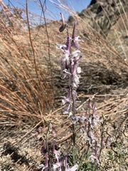 Delphinium wootonii