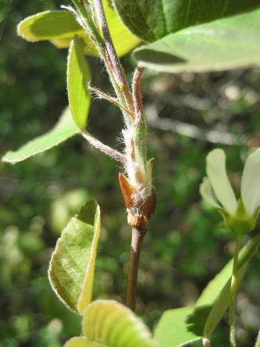 Image of Amelanchier amabilis by (c) rboles, some rights reserved (CC BY)