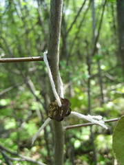 Amelanchier amabilis