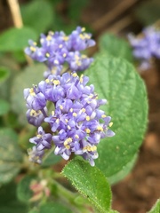 Ceanothus diversifolius