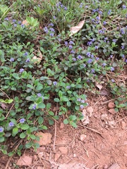 Ceanothus diversifolius