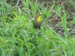 Chrysomus icterocephalus