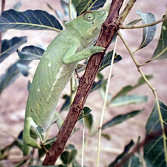 Chamaeleo senegalensis