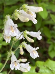 Penstemon pallidus