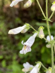 Penstemon pallidus