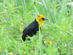 Chrysomus icterocephalus