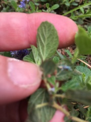 Ceanothus diversifolius