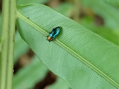 Endelus cupido