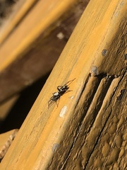 Herpyllinae