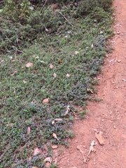 Ceanothus diversifolius