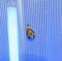 Zomaria interruptolineana