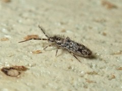Paronellides