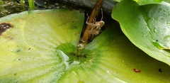 Pachydiplax longipennis