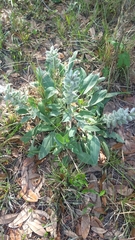 Lupinus villosus