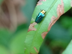 Endelus cupido