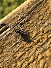 Herpyllinae