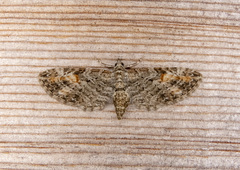 Eupithecia graefii