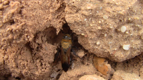 Campsomeriella thoracica