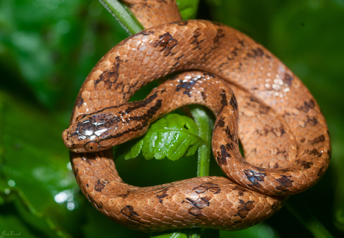 Photo of a Koma's Formosa Slug Snake (Pareas komaii)