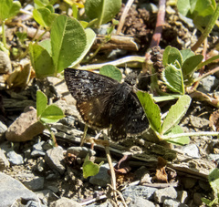 Erynnis persius