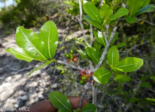 Ochna andravinensis image