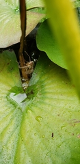 Pachydiplax longipennis