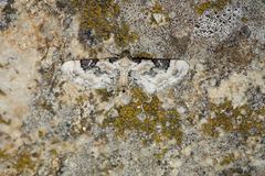 Eupithecia gratiosata