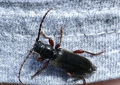 Tetropium castaneum