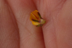 Aspalathus hypnoides