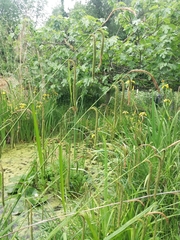 Carex pendula