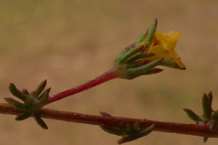 Aspalathus hypnoides