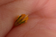 Aspalathus hypnoides