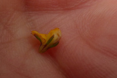 Aspalathus hypnoides